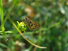 Hylephila fasciolata