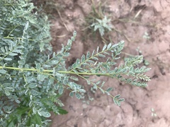 Sphaerophysa salsula