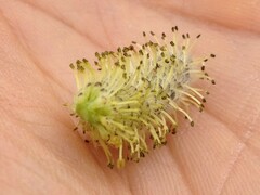 Salix sitchensis