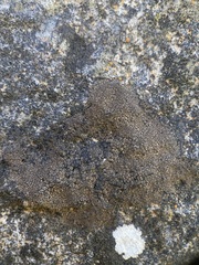 Verrucaria macrostoma