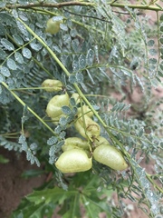 Sphaerophysa salsula