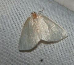 Protodeltote albidula