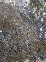 Verrucaria macrostoma