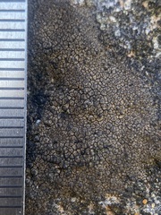 Verrucaria macrostoma