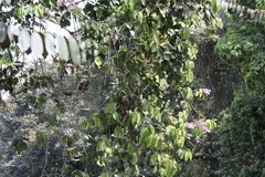 Podranea ricasoliana