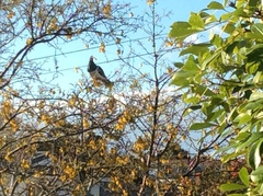 Hemiphaga novaeseelandiae