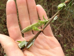 Salix sitchensis
