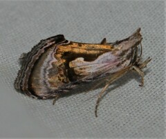 Chrysanympha formosa