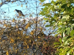 Hemiphaga novaeseelandiae