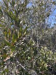 Pleradenophora bilocularis