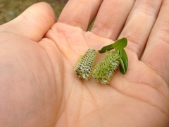 Salix sitchensis