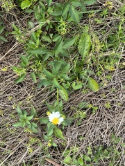 Bidens alba