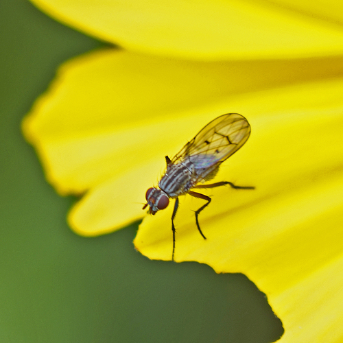 iNaturalist observation photo of Root-maggot Flies