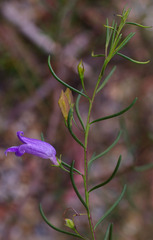 Eremophila ionantha