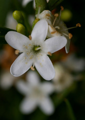 Myoporum platycarpum platycarpum