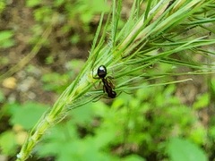 Camponotus subbarbatus