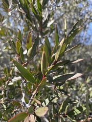 Pleradenophora bilocularis