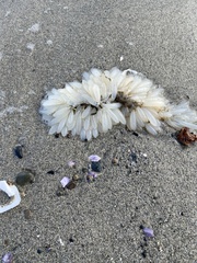 Doryteuthis opalescens