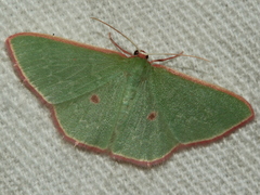 Chlorocoma cadmaria