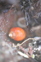 Pagurus hirsutiusculus