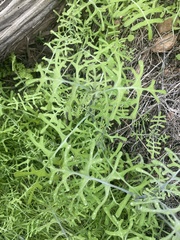 Pholistoma membranaceum