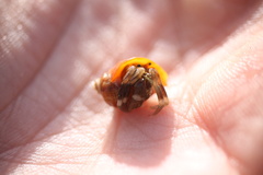 Pagurus hirsutiusculus
