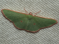 Chlorocoma cadmaria