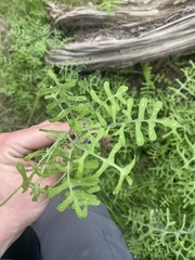 Pholistoma membranaceum