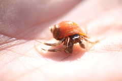 Pagurus hirsutiusculus