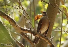 Turdus rufopalliatus graysoni