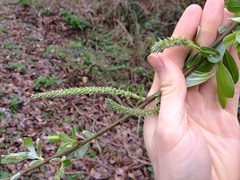 Salix sitchensis