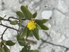 Corchorus hirsutus