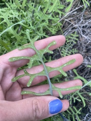 Pholistoma membranaceum