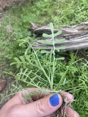 Pholistoma membranaceum