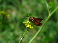 Hylephila fasciolata