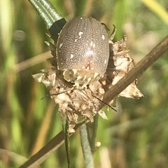 Paropsis aegrota