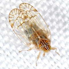 Oeclidius nanus