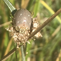 Paropsis aegrota