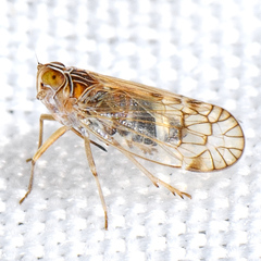 Oeclidius nanus