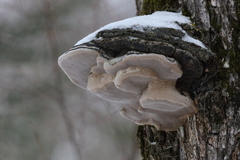 Phellinus tremulae