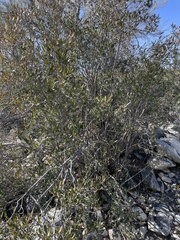 Pleradenophora bilocularis