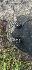 Tabanidae