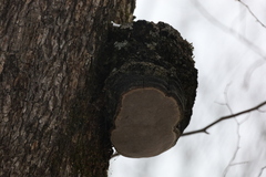 Phellinus tremulae