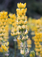 Lupinus luteolus