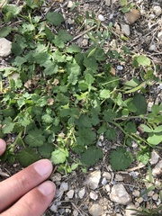 Modiola caroliniana