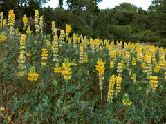 Lupinus luteolus