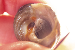 Pagurus granosimanus