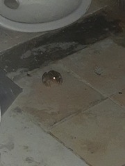 Leptodactylus macrosternum