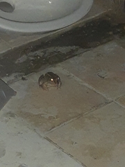 Leptodactylus macrosternum