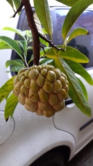 Annona squamosa